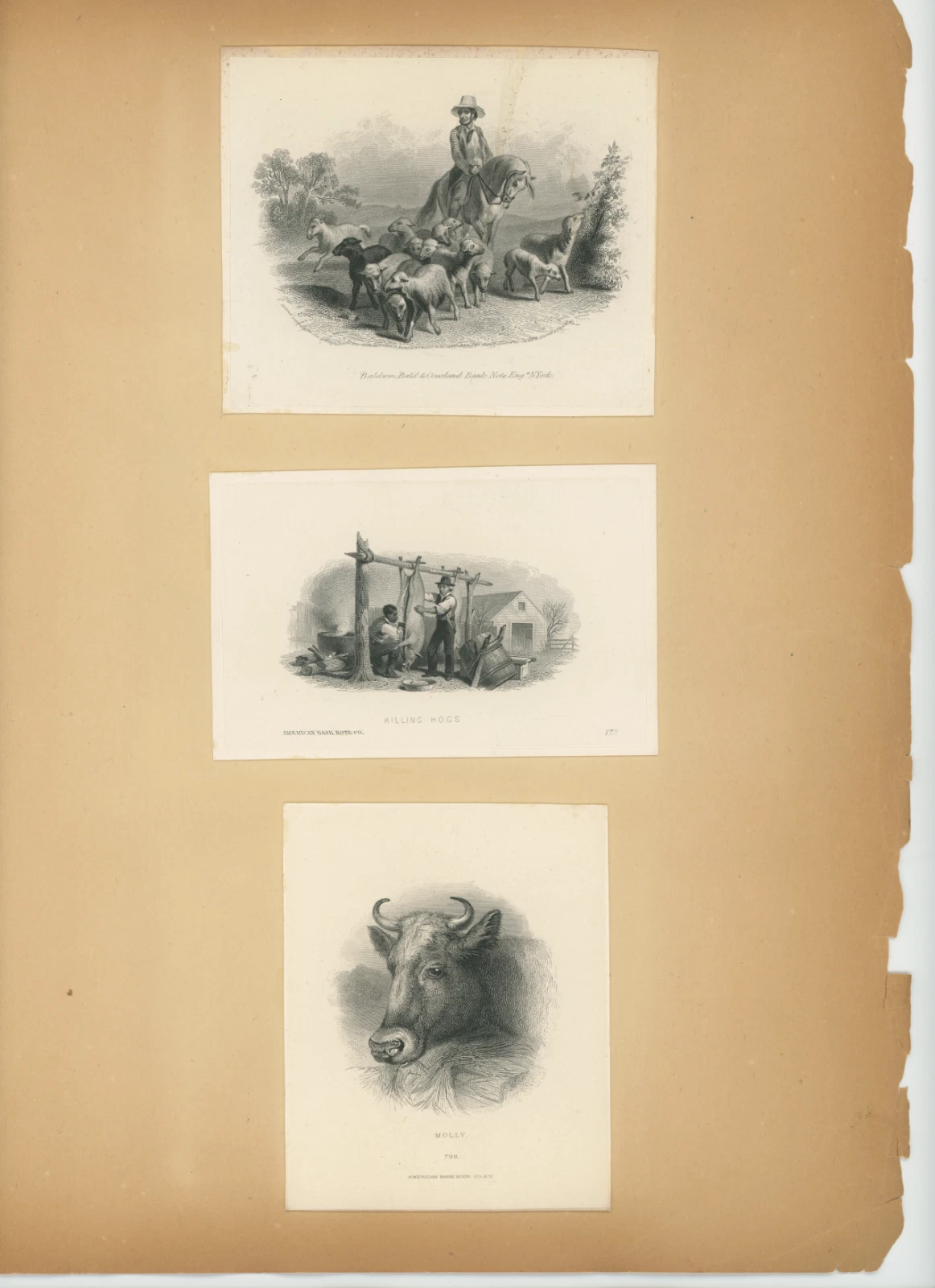 ABNC Vignettes, Farm Animals
