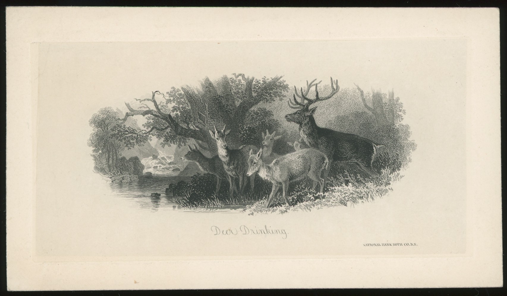 "Deer Drinking" Vignette Proof, India on Card, National Bank Note Company